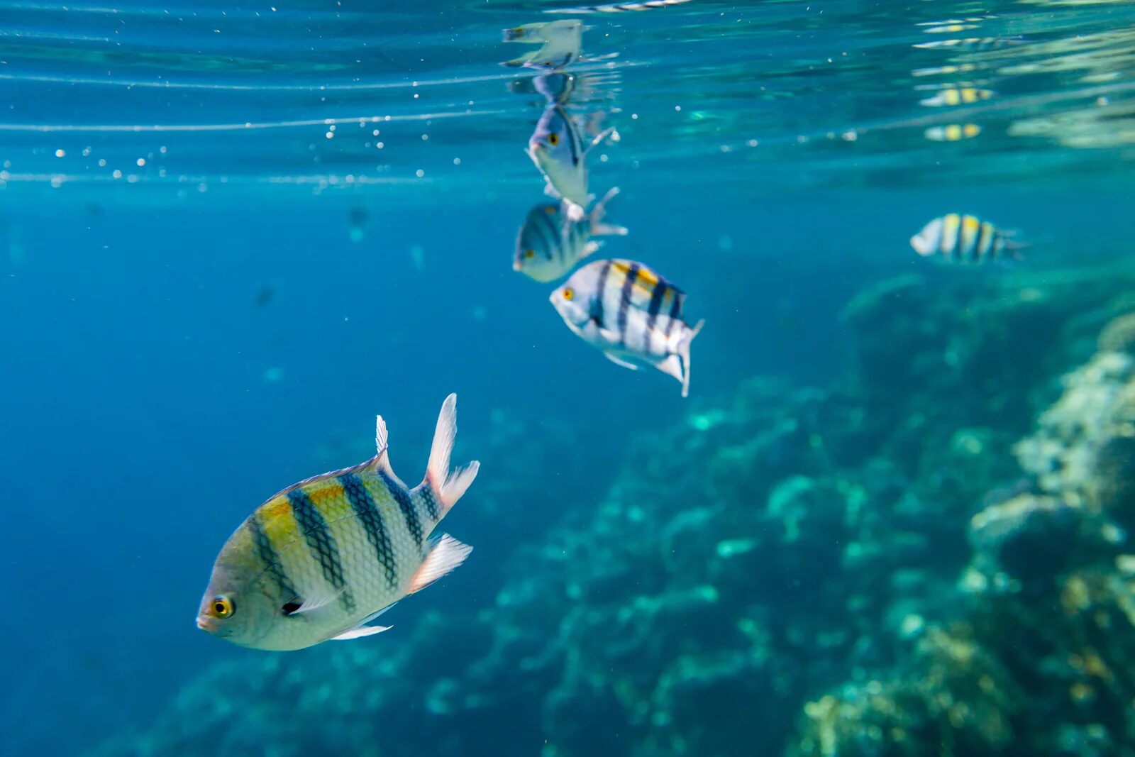 Tropical fish in the shallow waters off Koh Samet