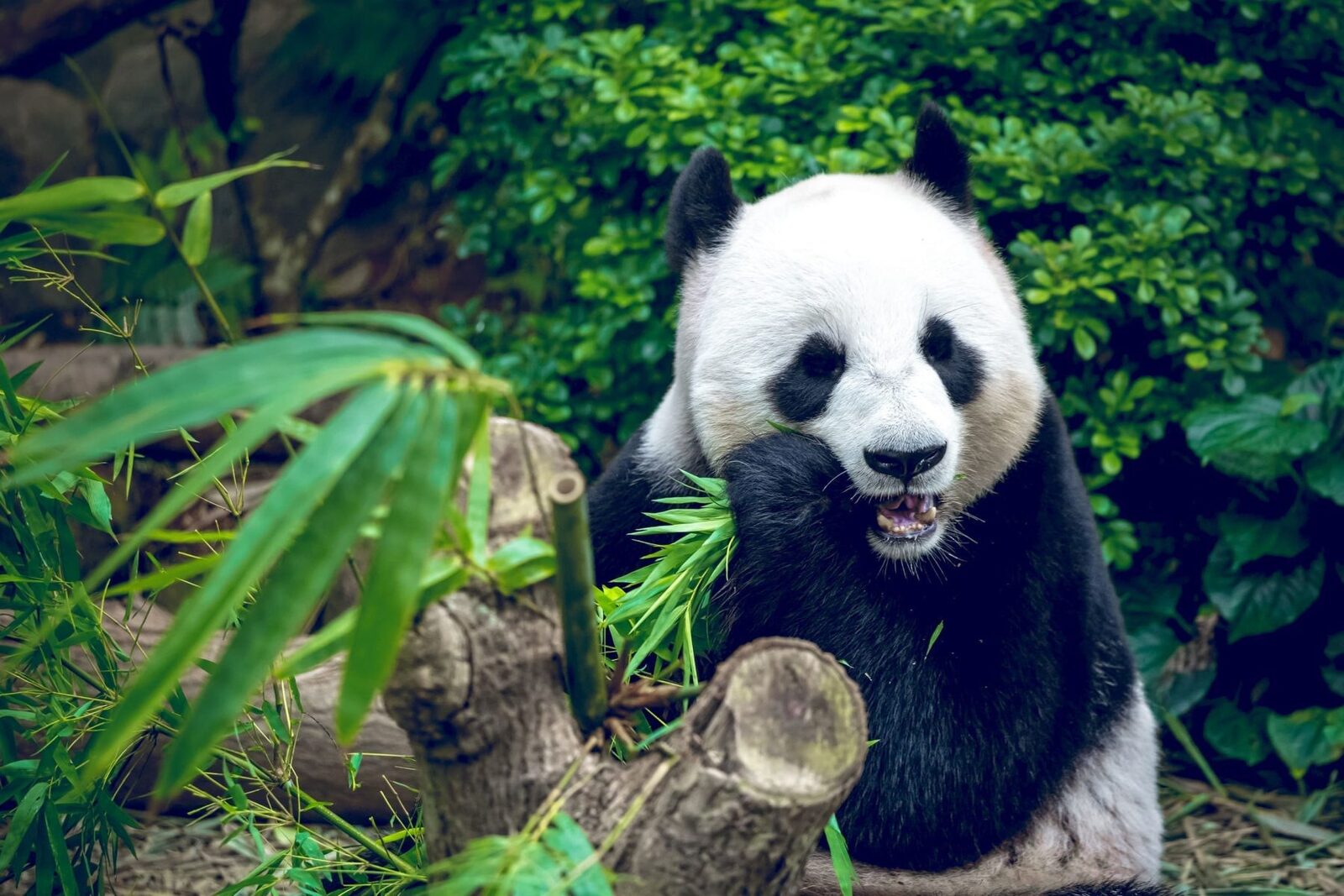 Chengdu slow-travel 5-day private charter: Dujiangyan, Panda Valley, Leshan and Mount Emei