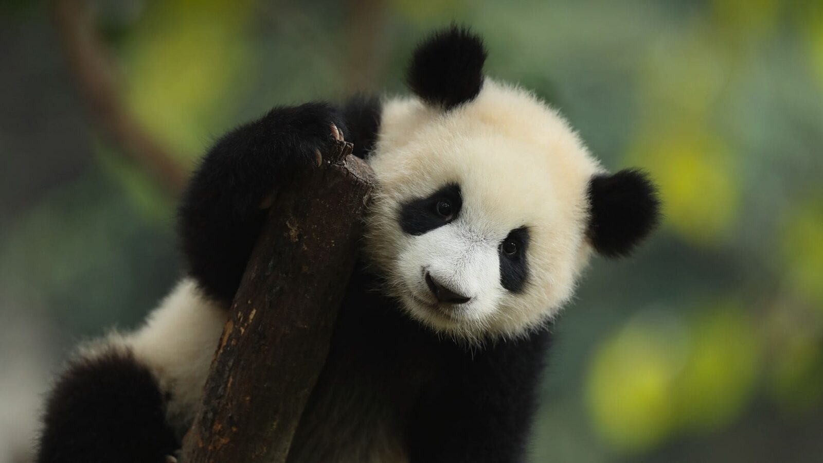 Giant panda lying on a tree trunk