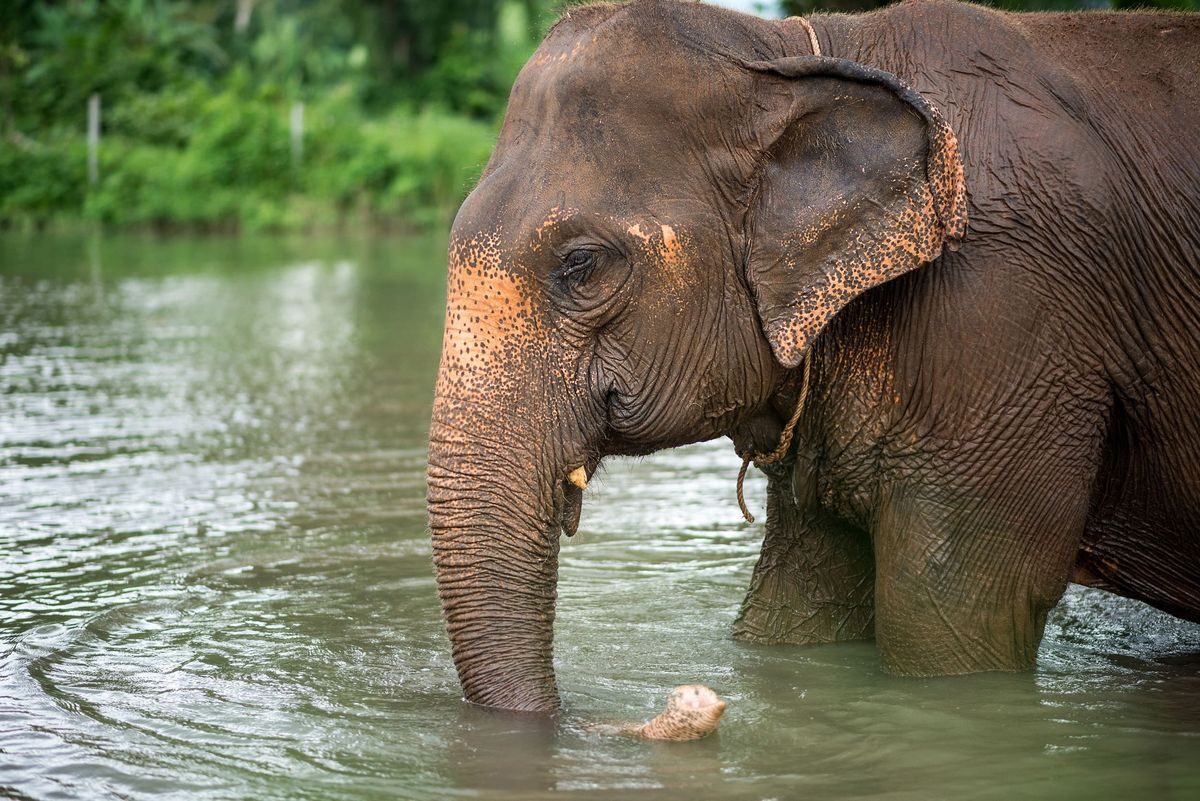 Long-tail boat elephant watching and feeding