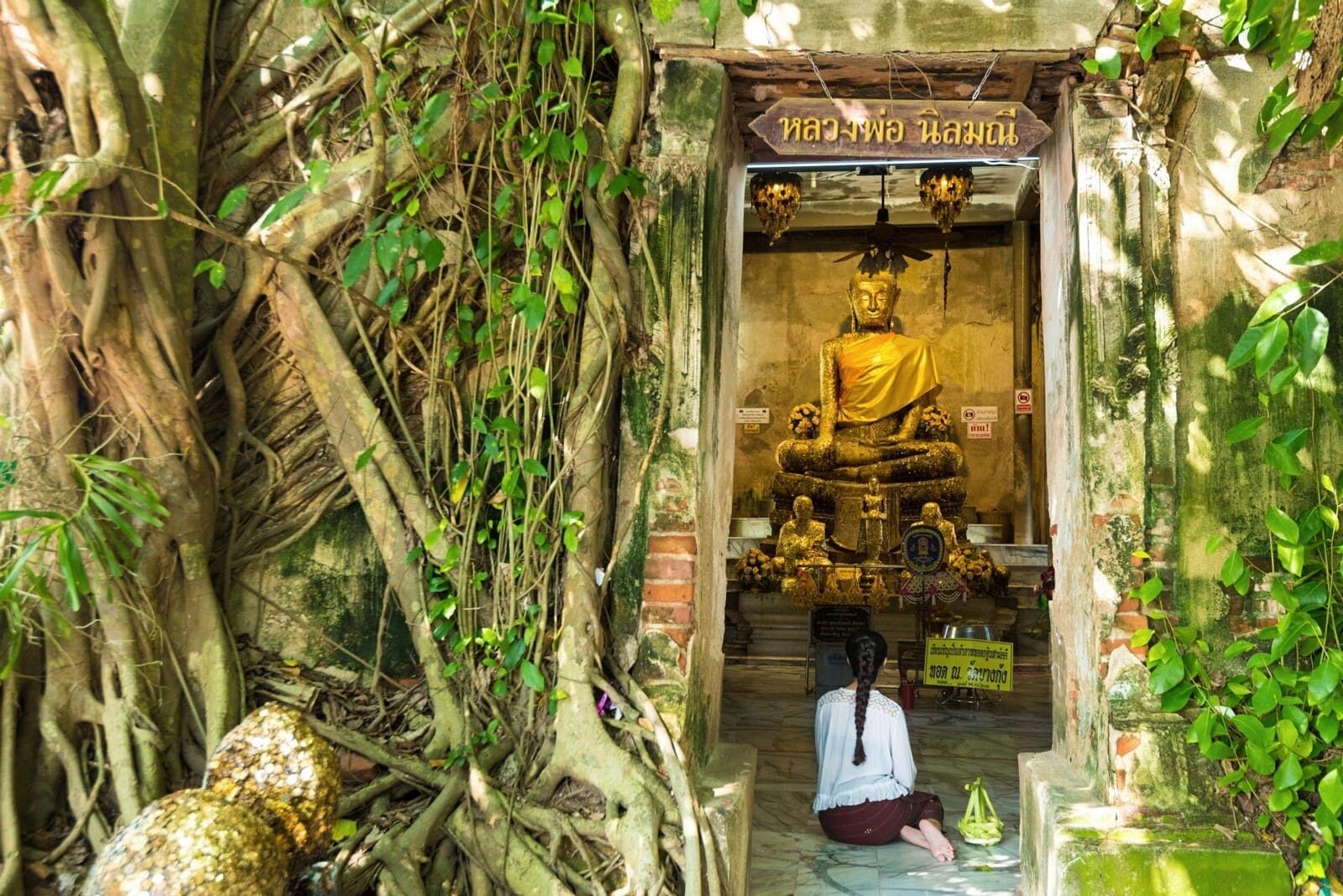 Wat Bang Kung, the tree-root temple