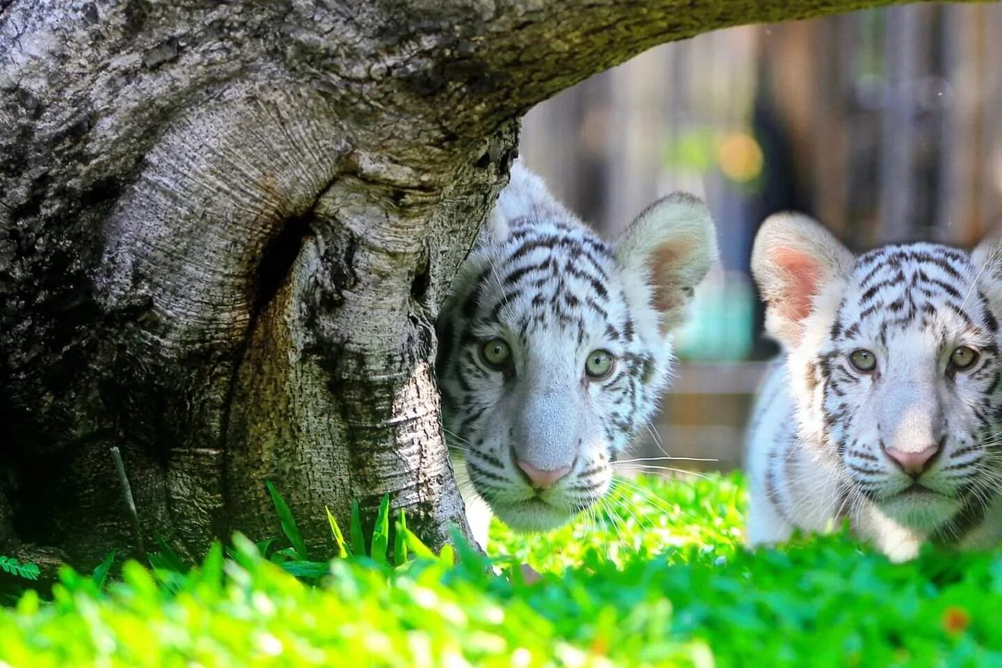 White tigers in the shade at Hua Hin Safari & Adventure Park