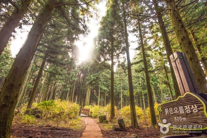 Saryeoni Forest Path