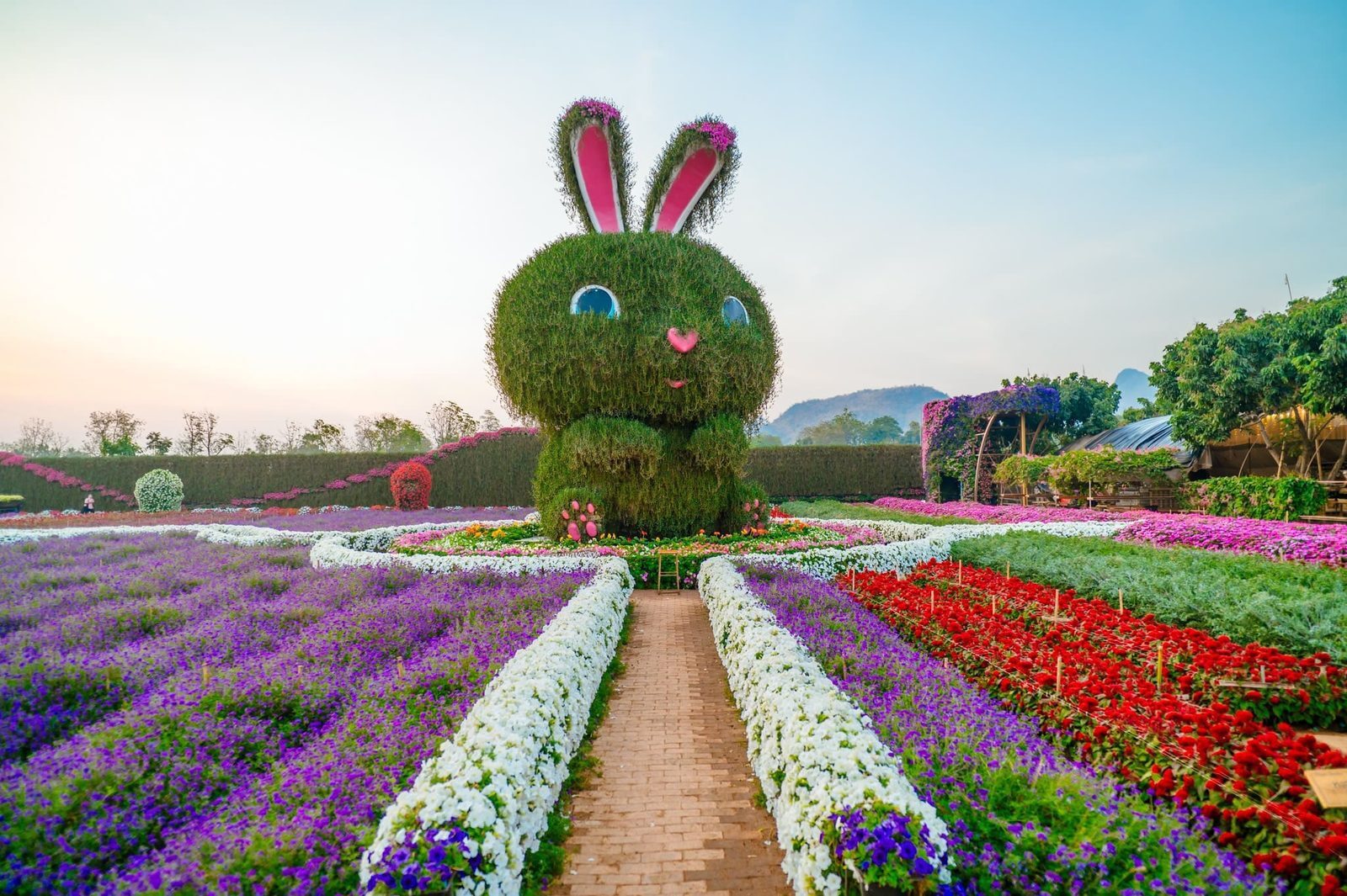 Flower fields at Maple Garden, Kanchanaburi