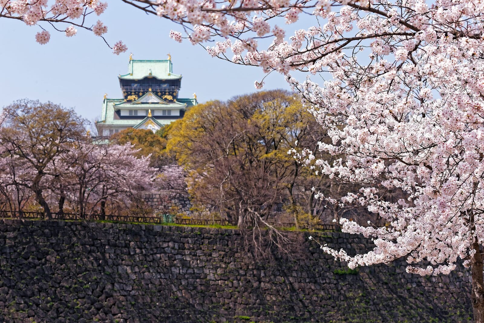 Osaka Castle keep with cherry blossom