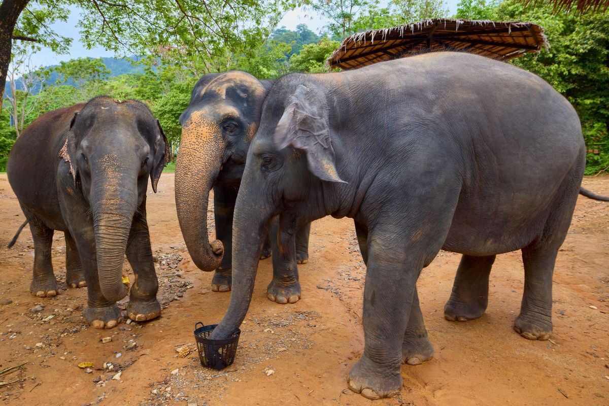 Highlights of the Phuket five-star 5-day private charter: elephant sanctuary