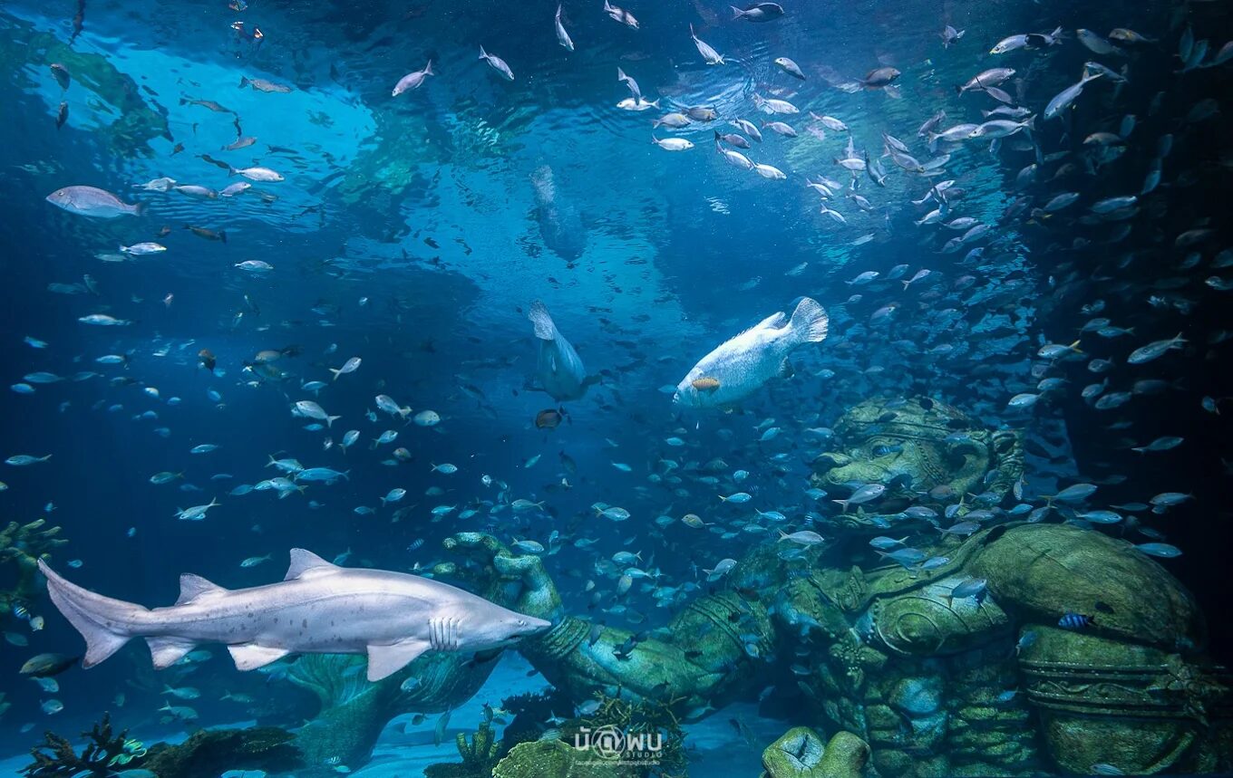 AQUARIA Phuket aquarium