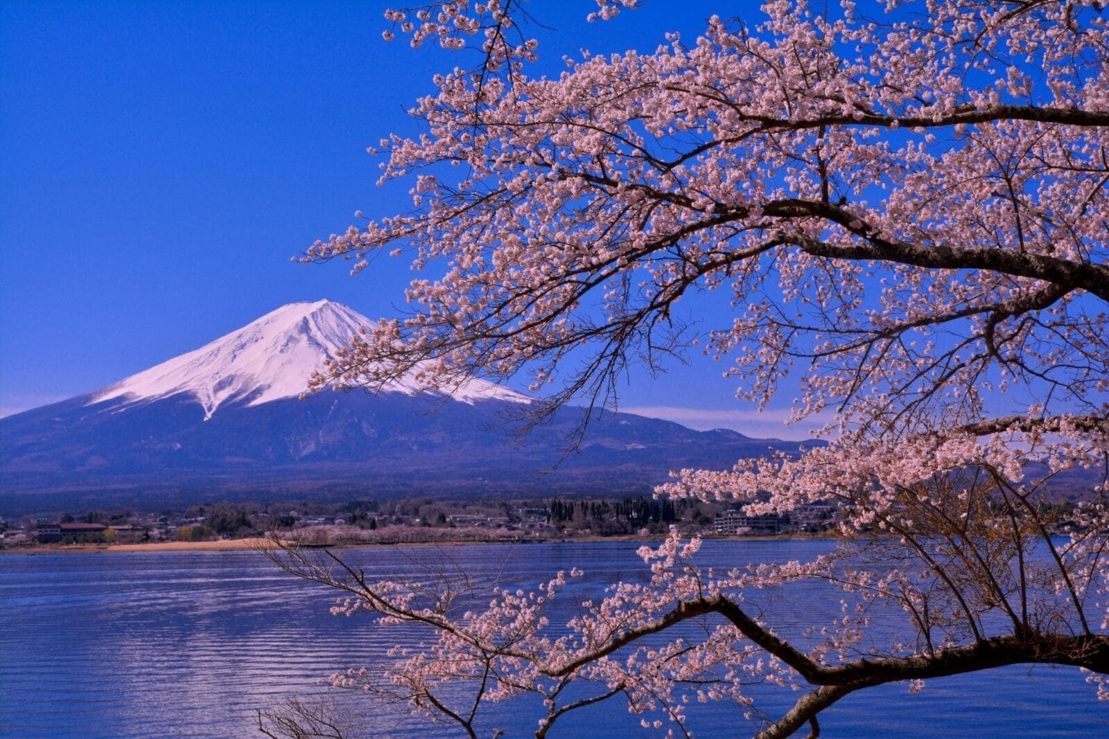 Cherry blossom at Lake Kawaguchi with the lake and Mt. Fuji beyond