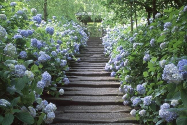 Hydrangeas in full bloom lining stone steps at a Kamakura temple