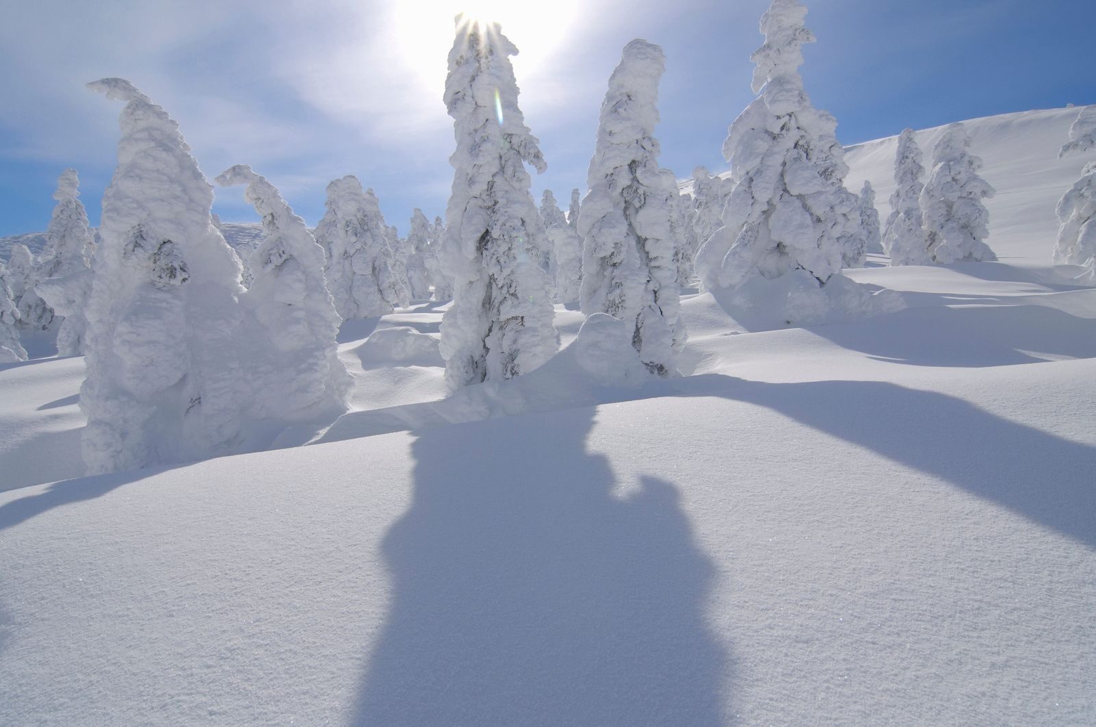 Close view of the Zao snow monsters, conifers encased in ice and snow