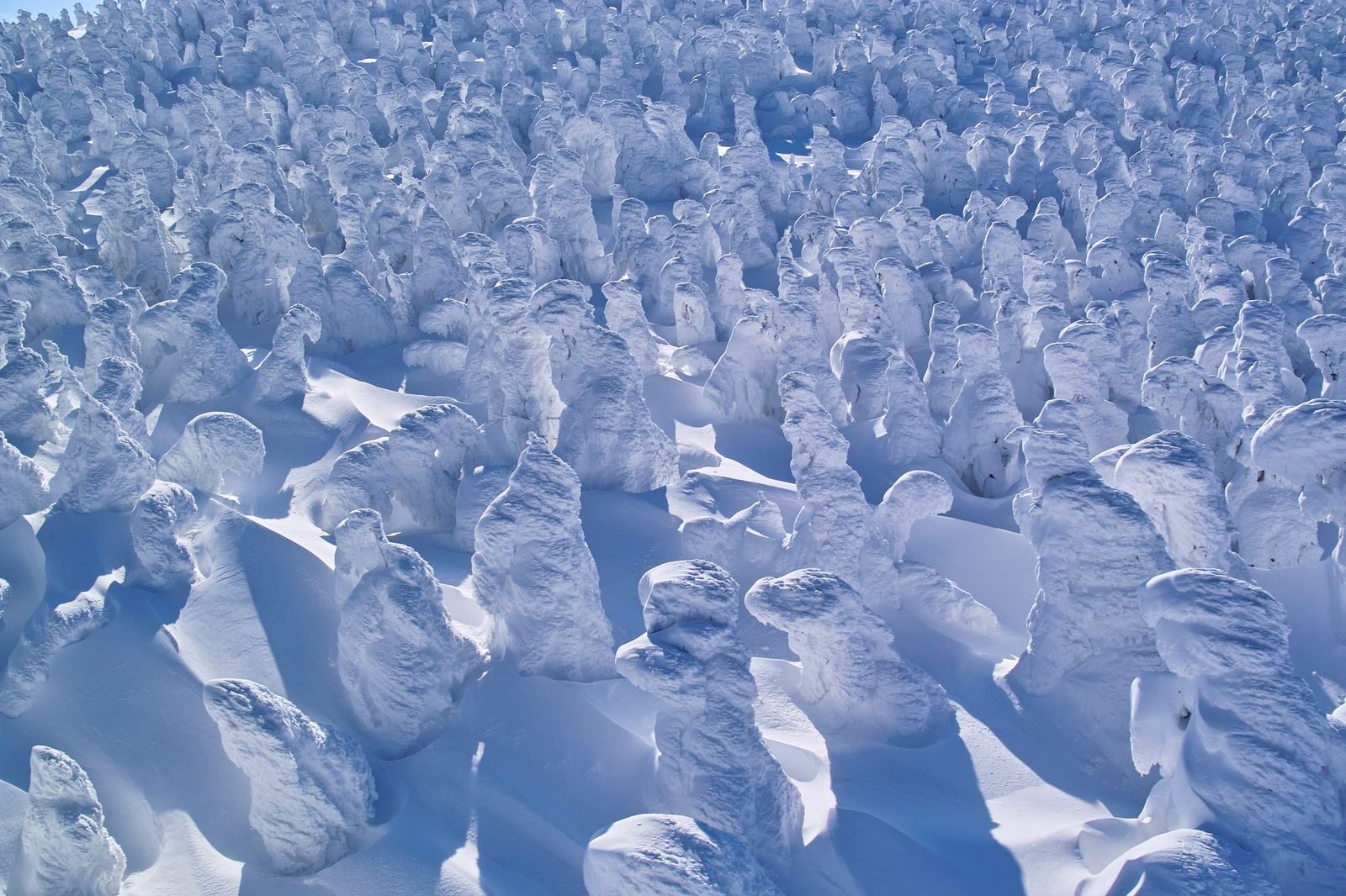 Zao snow monsters, conifers encased in ice and snow on the summit
